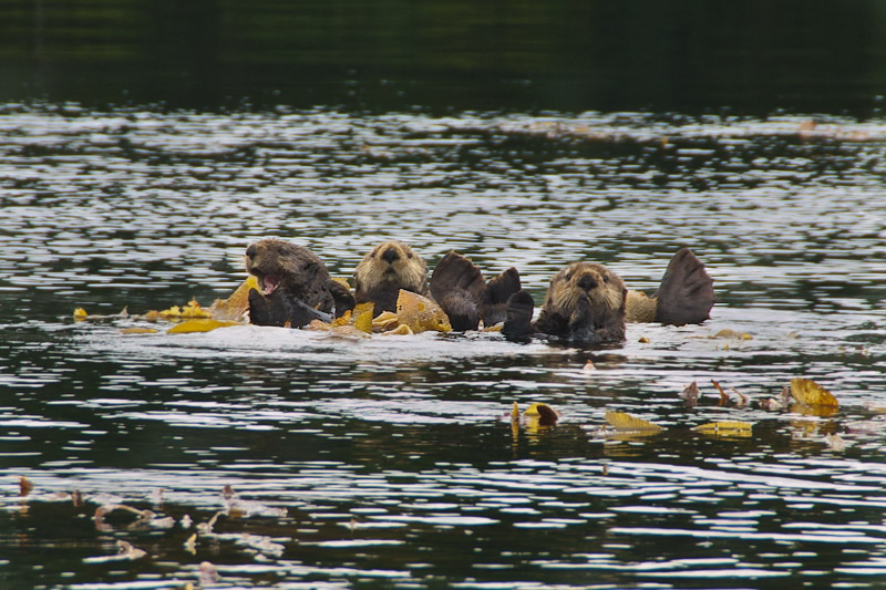 The Missing Sea Otters